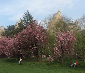 Cedar Hill  Central Park Conservancy